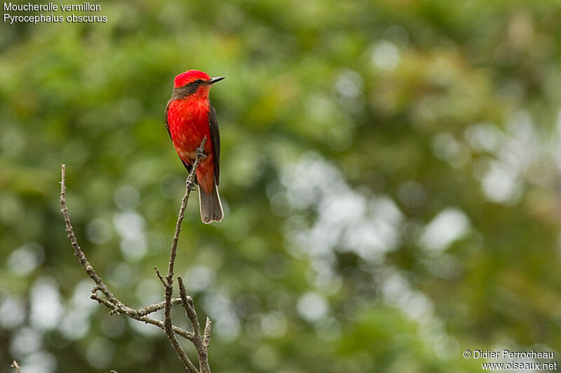 Vermilion Flycatcher