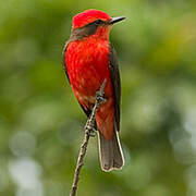 Vermilion Flycatcher