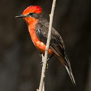 Vermilion Flycatcher