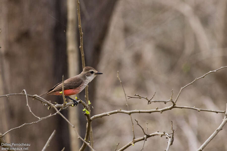 Vermilion Flycatcher female adult, identification