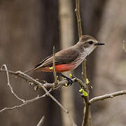 Vermilion Flycatcher