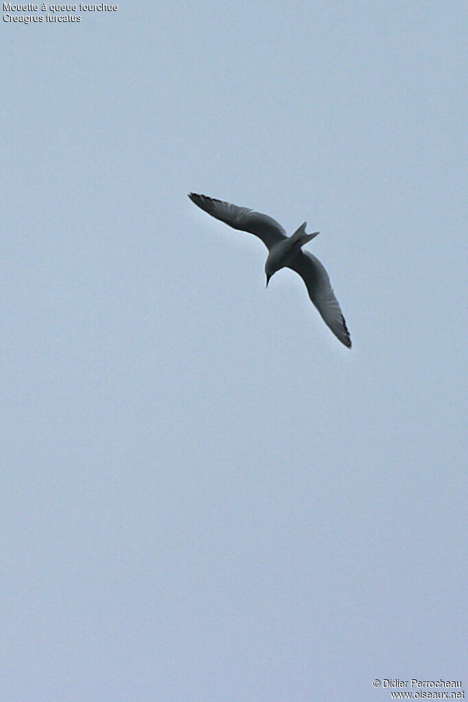 Swallow-tailed Gull