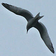 Swallow-tailed Gull