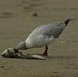 Mouette à tête grise