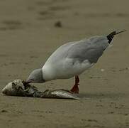 Grey-headed Gull