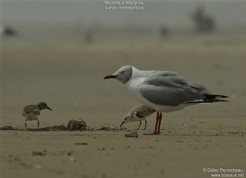 Mouette à tête griseadulte nuptial