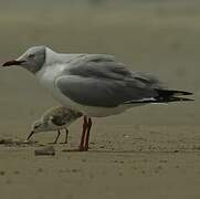 Grey-headed Gull