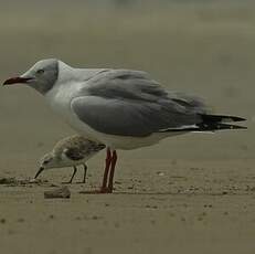 Mouette à tête grise