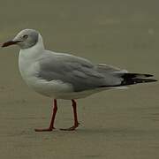 Grey-headed Gull