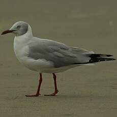 Mouette à tête grise