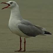 Mouette à tête grise