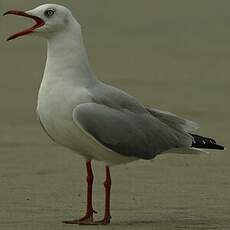 Mouette à tête grise