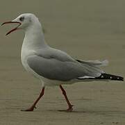 Grey-headed Gull