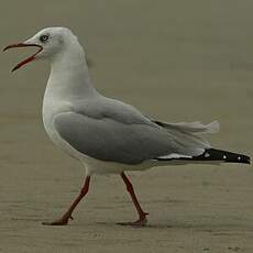 Mouette à tête grise