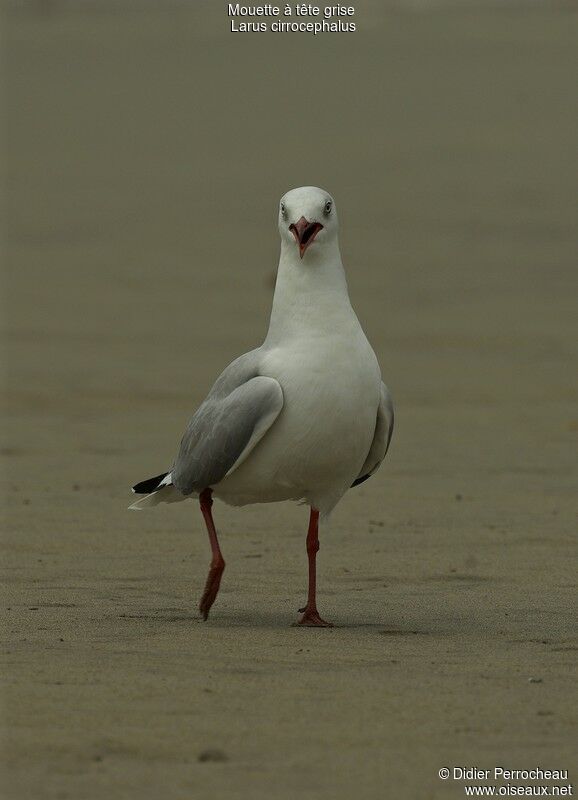 Grey-headed Gulladult post breeding