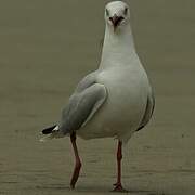 Grey-headed Gull