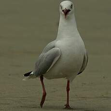 Mouette à tête grise