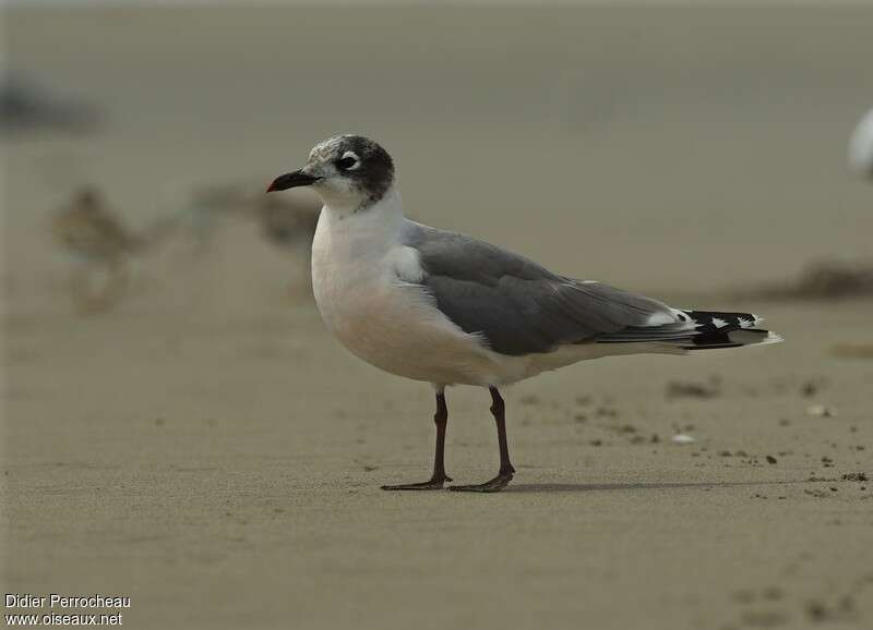 Franklin's Gulladult post breeding, identification