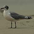 Mouette de Franklin