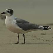 Mouette de Franklin