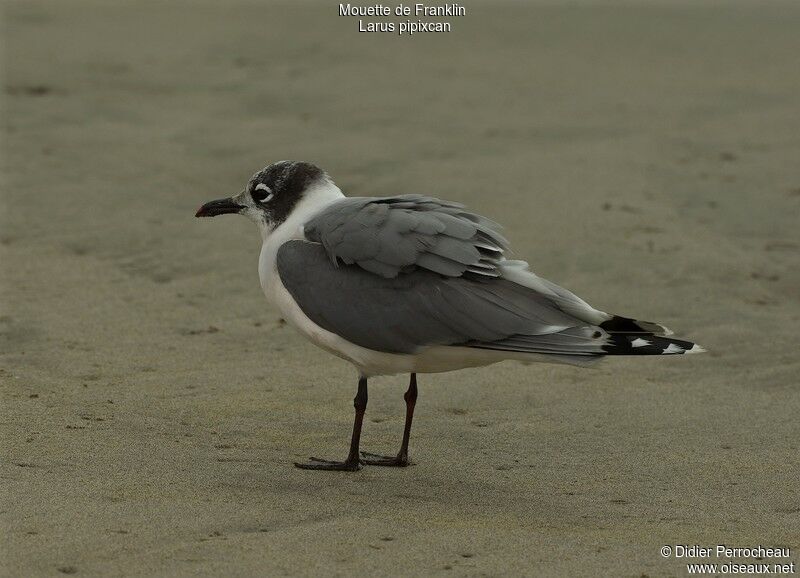 Mouette de Franklinadulte internuptial, identification