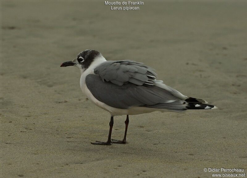 Mouette de Franklinadulte internuptial, identification