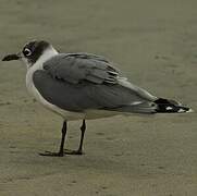 Mouette de Franklin