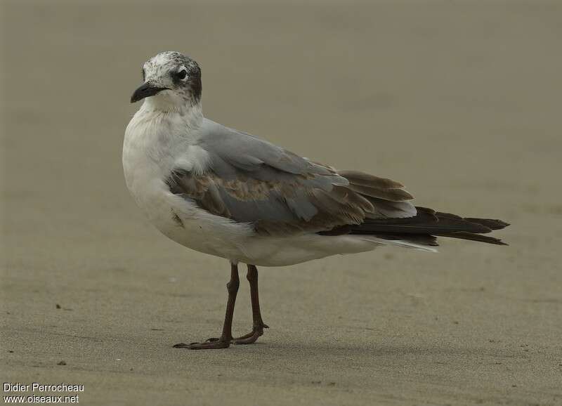 Mouette de Franklin2ème année, identification