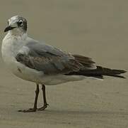 Mouette de Franklin