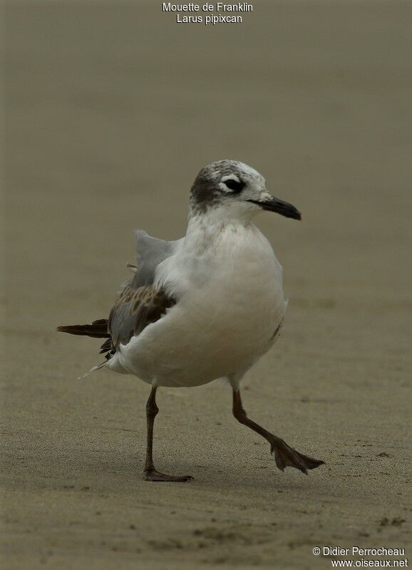 Mouette de Franklin2ème année