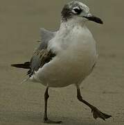 Mouette de Franklin