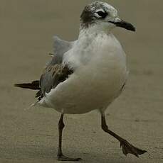 Mouette de Franklin