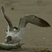 Mouette de Franklin