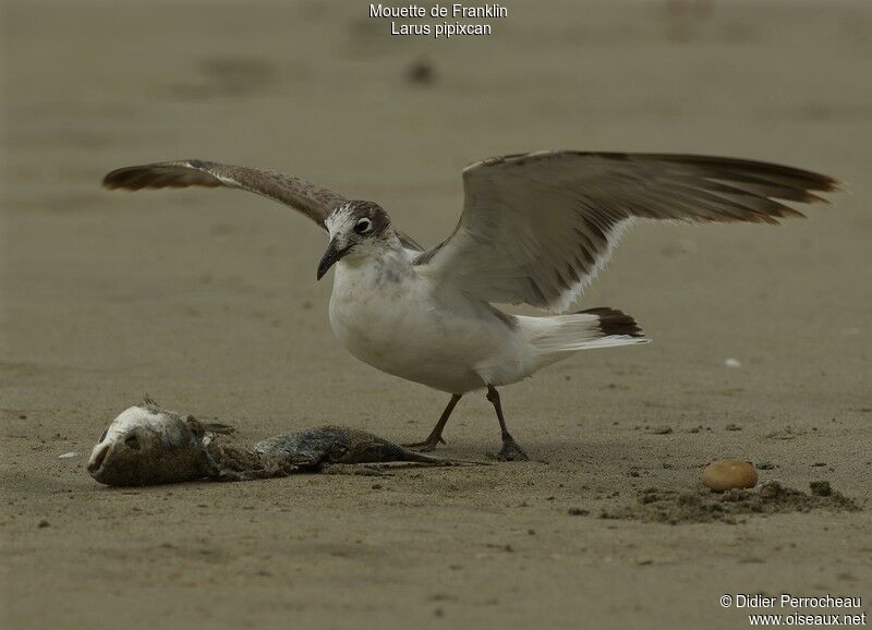 Mouette de Franklin1ère année