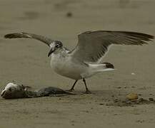 Mouette de Franklin