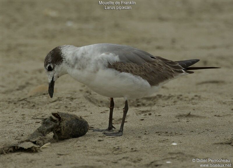 Mouette de Franklin1ère année