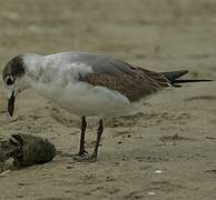 Franklin's Gull