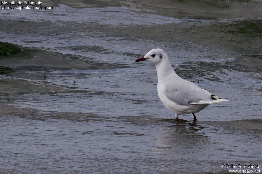 Mouette de Patagonie