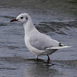 Mouette de Patagonie