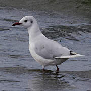 Brown-hooded Gull