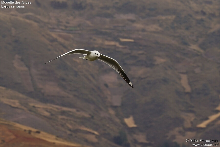 Andean Gulladult post breeding, Flight