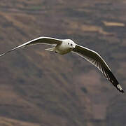 Andean Gull