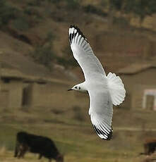 Mouette des Andes