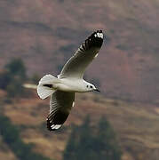 Mouette des Andes