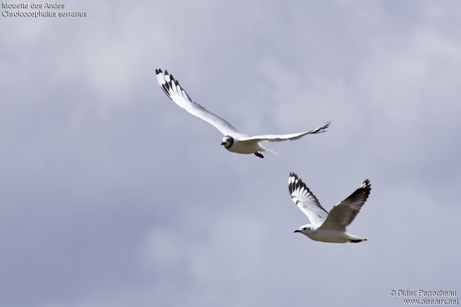 Mouette des Andes