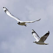 Mouette des Andes