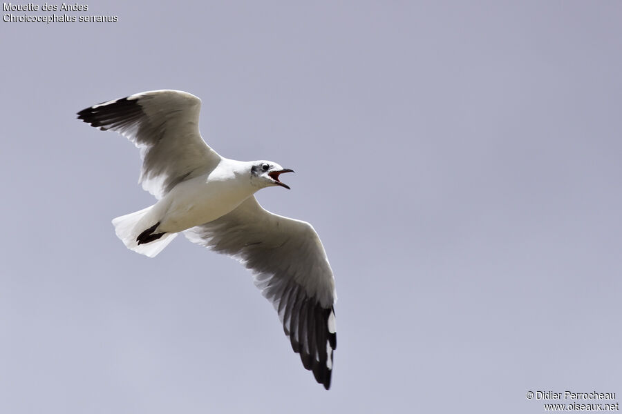 Mouette des Andes