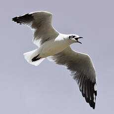 Mouette des Andes