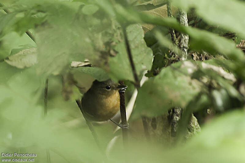 Plain-throated Antwren female