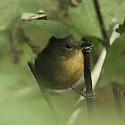 Plain-throated Antwren